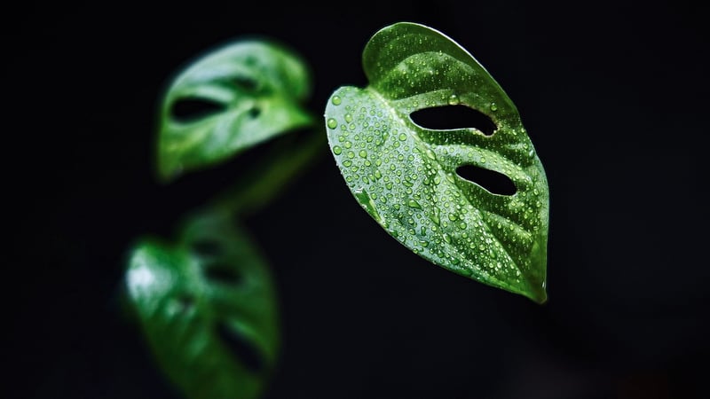 Indoor Jungle