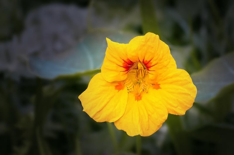 Edible Flowers in a Garden