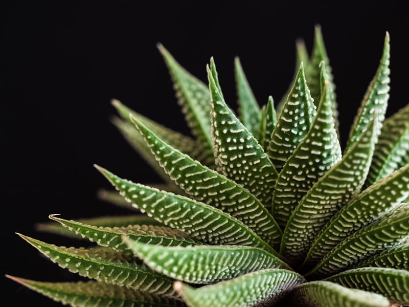 Picture Frame Succulent Wall